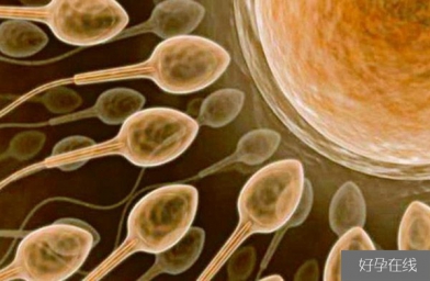 郑州备孕试管婴儿知识_超级精子是什么，精子活力太高也会造成不育？